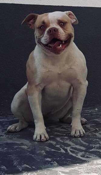 Southstar´s Voodoo
