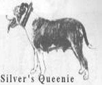 Silver's Queenie