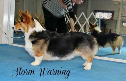 Am. CH F&M Corgi's Storm Warning