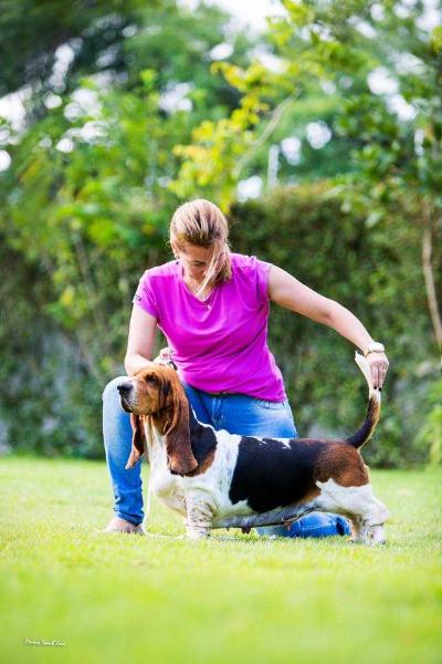 BRAVE BASSET ISABEAU