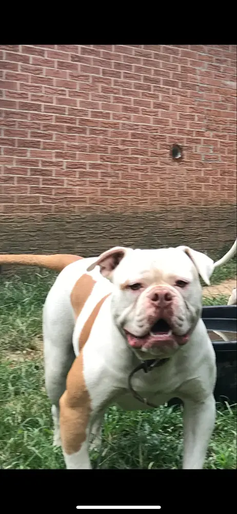 T-Bone