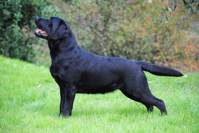 Rip.Sel. VALDISTERZA SIOUX