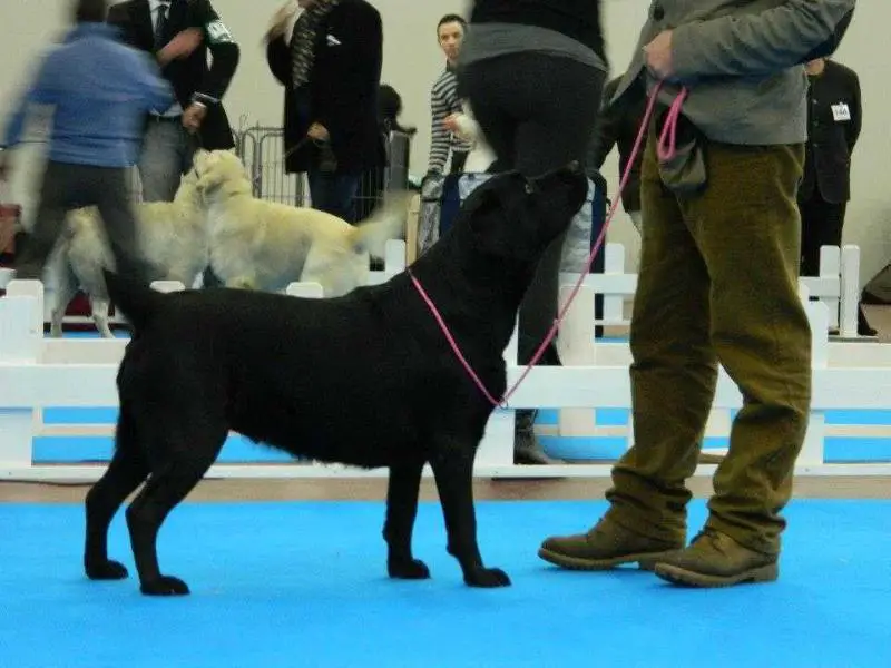 Ch San Marino, Ch Georgia , Ch Turkey, Ch Azerbaijan ANNA LOU WILLING TO PLEASE