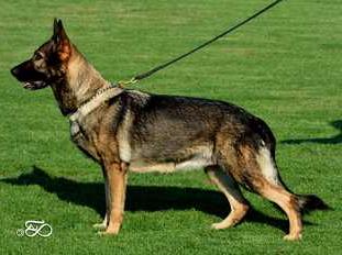 SG Dacca z Chodskeho kralovstvi