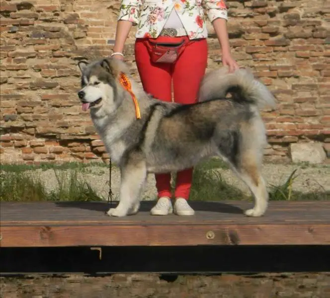 HMPGW, HJCH, SRBJCH, HCH Arctic Village Ruby Rose