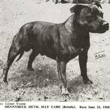 Dennybeck Devil May Care