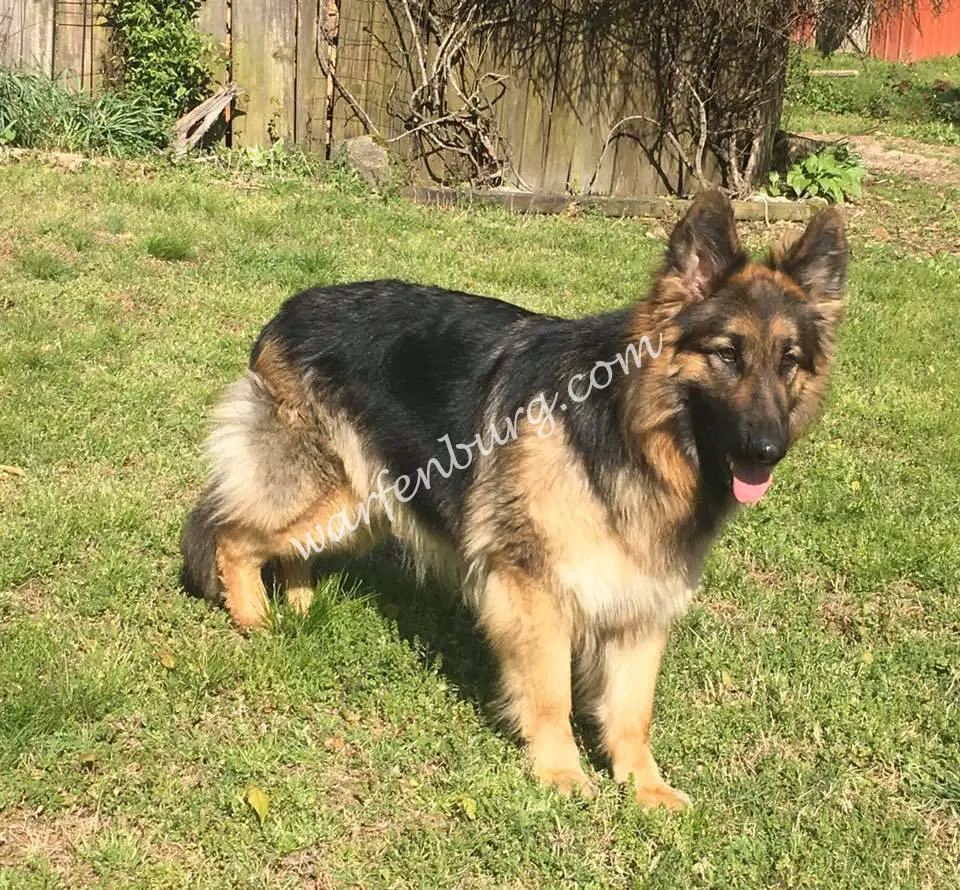 Olivia Von Warfenburg