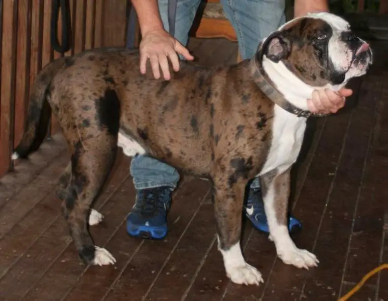 Puppy Natl/Intl Grand Champion CCA's Goliath