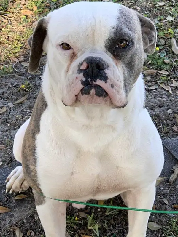 Sevin’s Freeze Stonecold