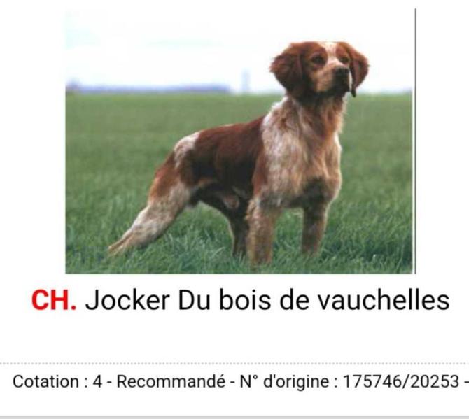 Cot.4/6  ChFCS ChIB ChPR JOCKER du bois de vauchelles