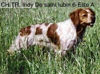 Cot.6/6-Elite A. ChFCS. ChIB. INDY de Saint Lubin