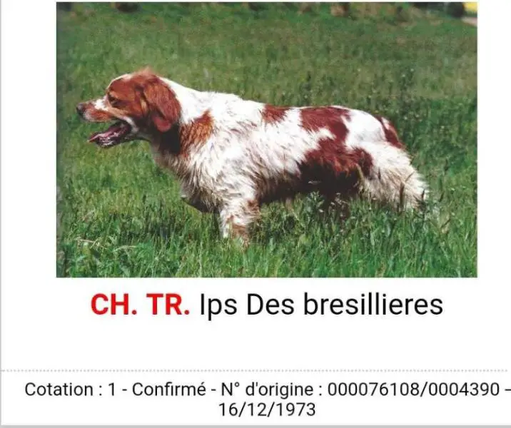 CHCS CHIB IPS des bresillieres
