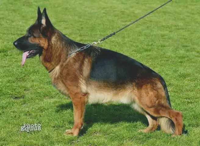 CZIRO Asarko Lordana