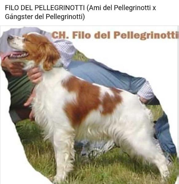 CH. FILO del Pellegrinotti