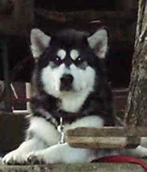 BJS Azure Star Alyosha of Mount McCloud