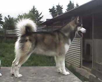 BJS, Dt.J.Ch. Dt.Ch. Dt.Vet.Ch. DCNH & VDH Etertuliq of Mount McCloud