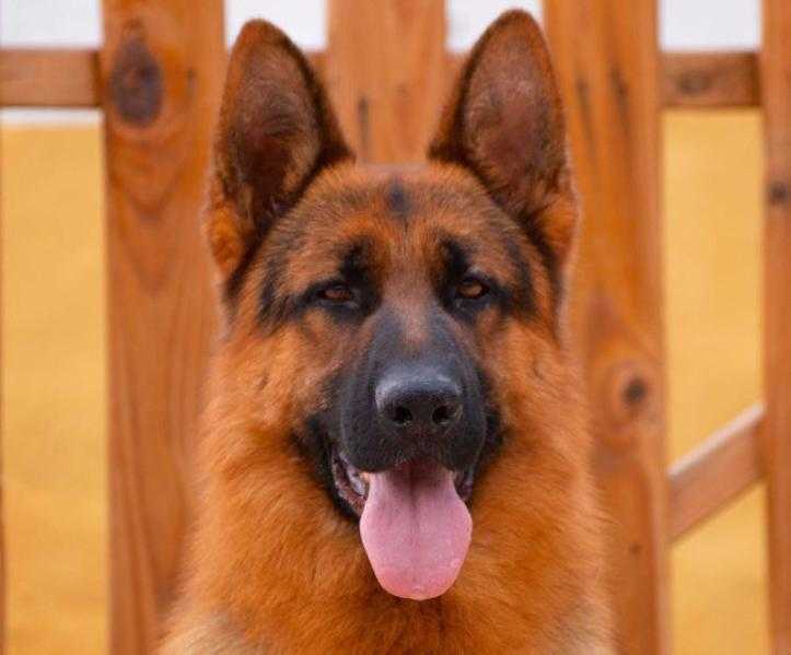 FAUSTO DE LU-MICHELFER