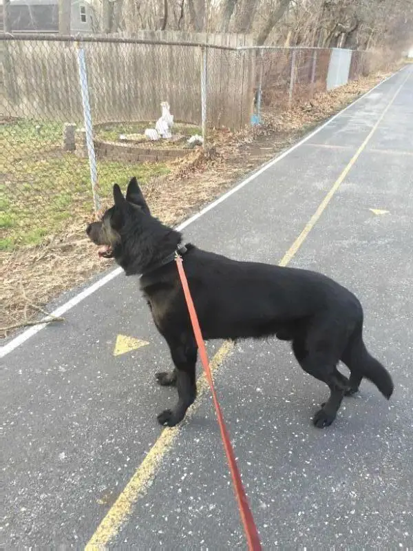 Duke A Vom Adalwolf