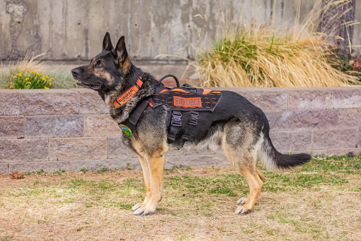 Bluegrass Banjo Buddy Von Agilqwest
