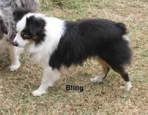 Herddogies Bitz of Bling