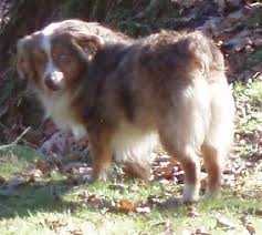 Waggin Tail Willamette of Sundance