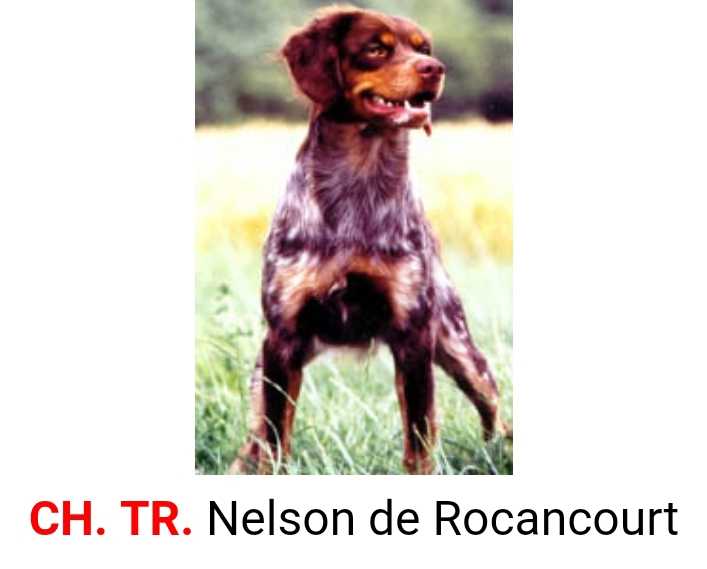CH. NELSON de Rocancourt