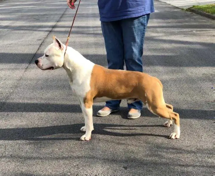 AKC Champion Cimar's Apollo Orion