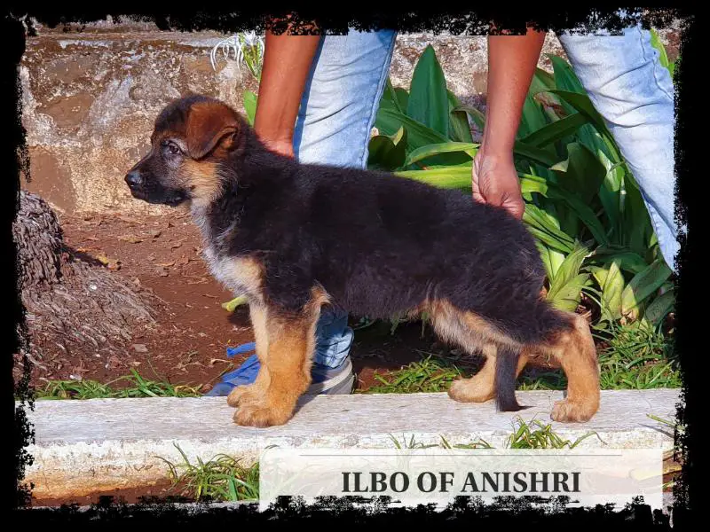 Ilbo of Anishri