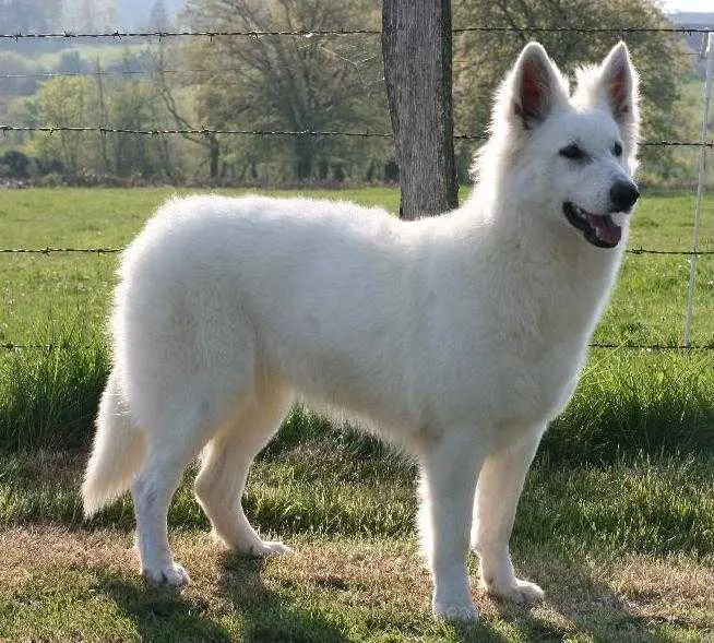 Dream White du Domaine du Chêne au Loup