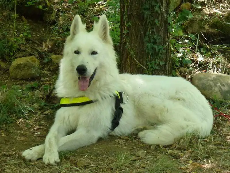 Fat Boy des Terres de Voldaï