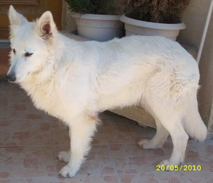 Vénus du Plateau Ardennais