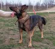 Dado's Home Trixie