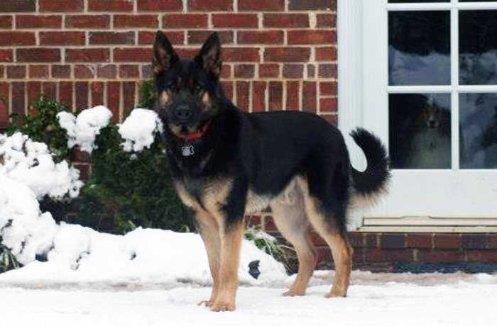 Tebow Vom Schwarzen Hund