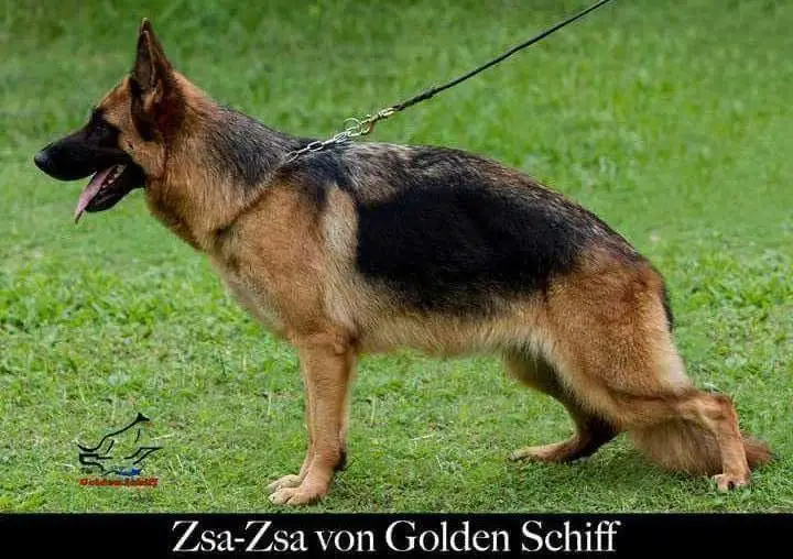 Zsa - Zsa von Golden Schiff
