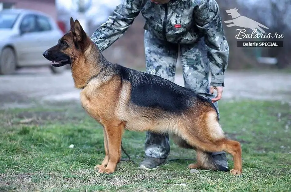 CH RKF Balaris SPECIAL