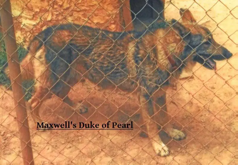 Maxwell's Duke of Pearl