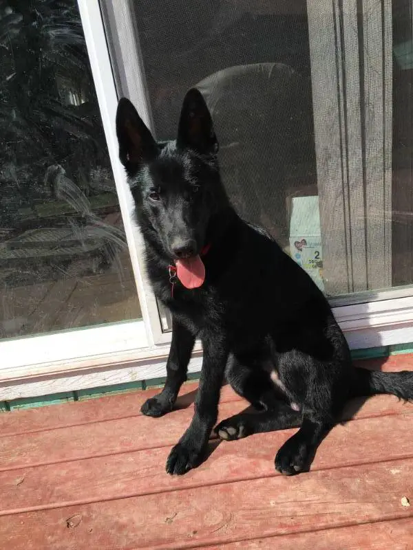 Riot’s Dark Knight