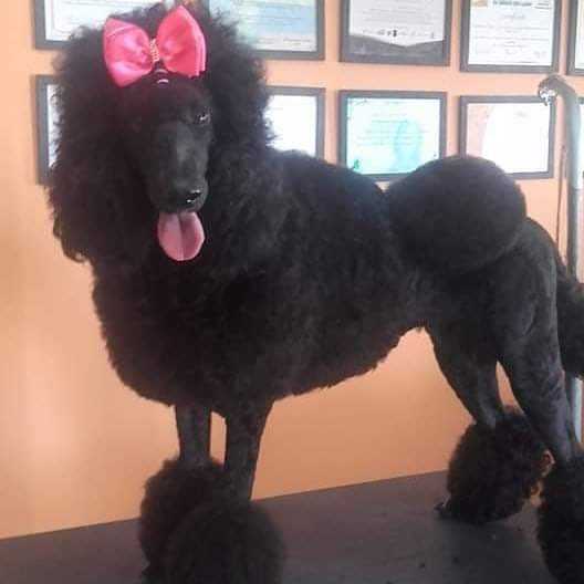 Black Sharon of Show Dog´s