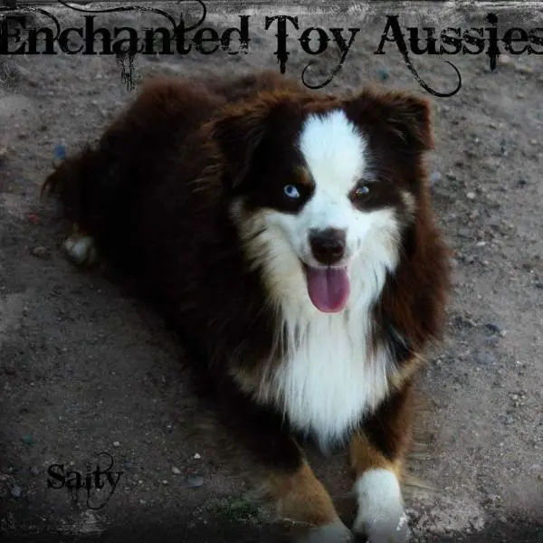 Riot's Wham Bam Shazam