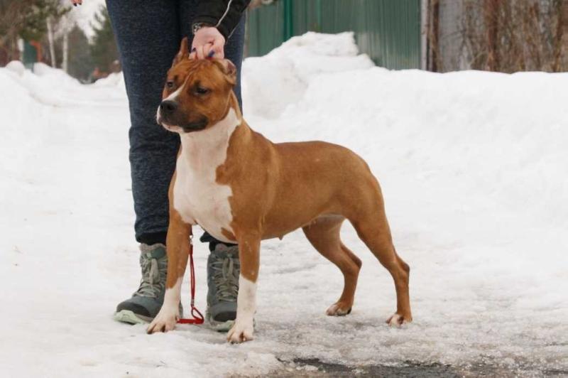 Star Galev's Pervaya Ledy