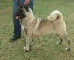 Moor Queen Ginebra (Chapul)