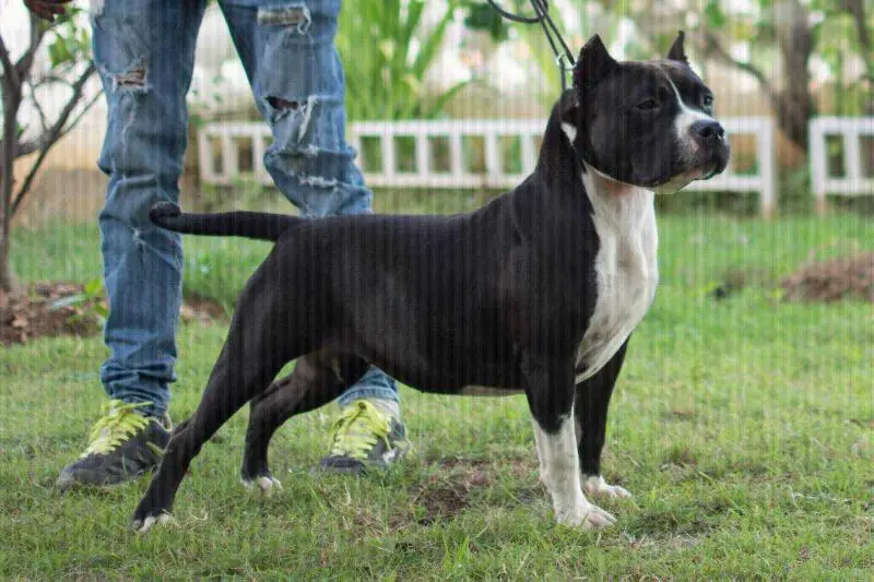 Rebelle des Anges des Terres Rouges