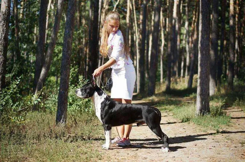 Ch. Desire To Please Iz Sozvezdiya Staff