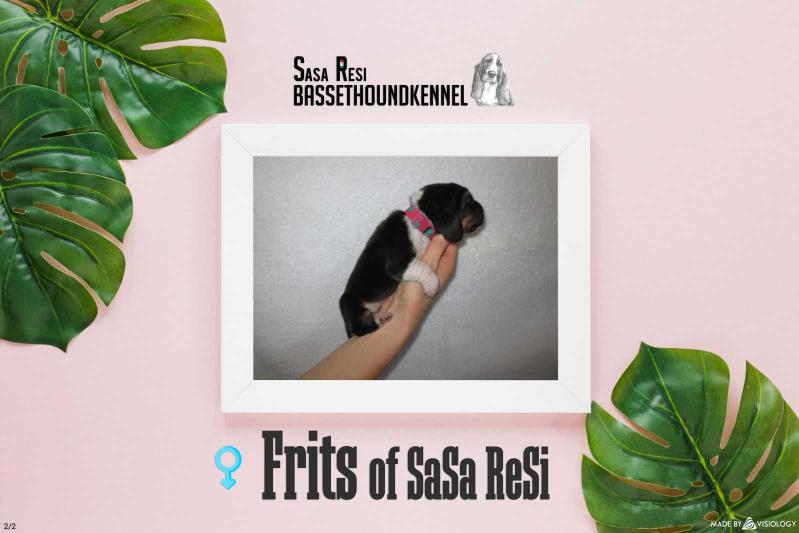 Frits of Sasa Resi