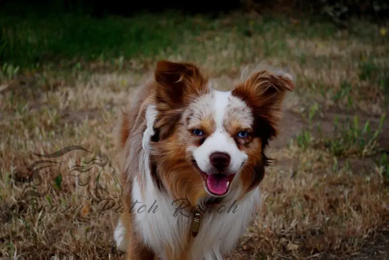 Razzcal Fires Up Destiny