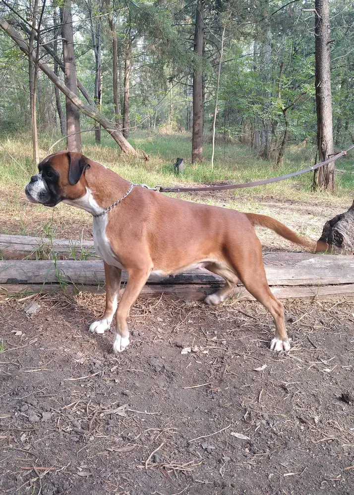 Fiona (García Samano)