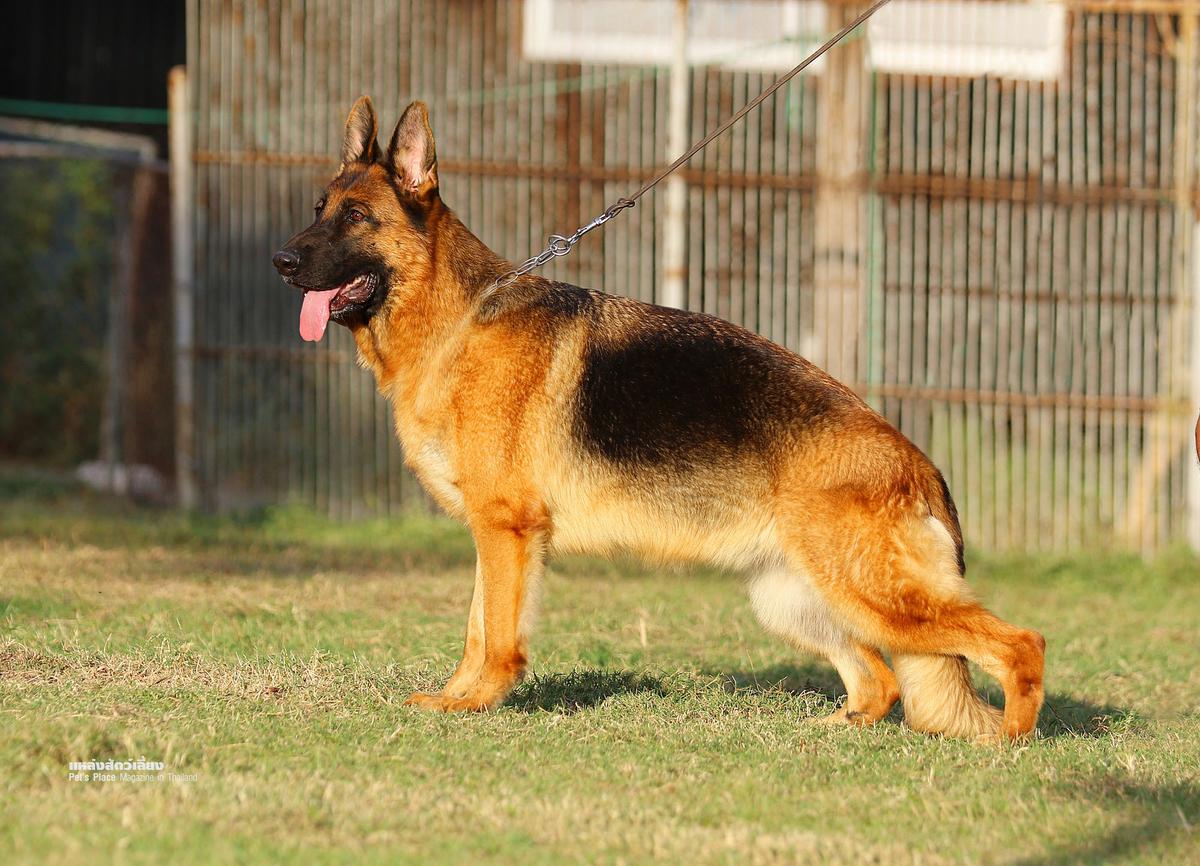 SG Viva II vom Branch Mark