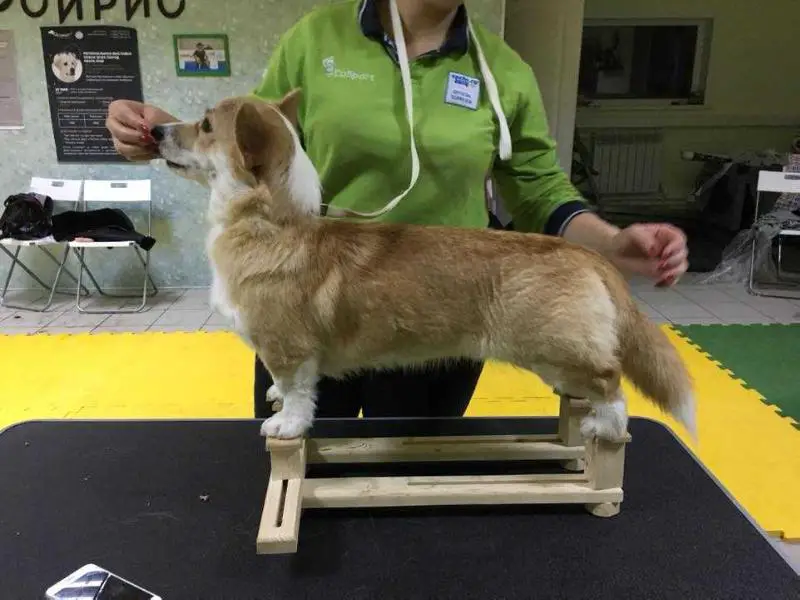 VIP Stail California