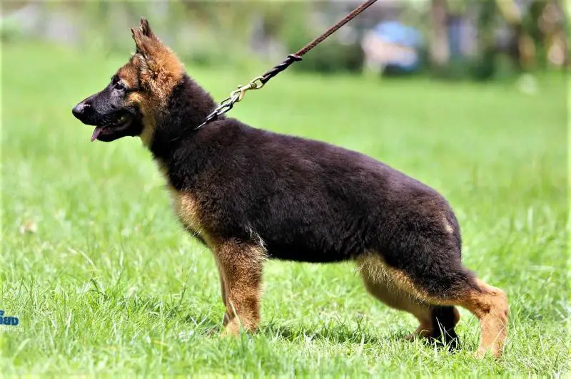 Xcell vom Branch Mark (2019)