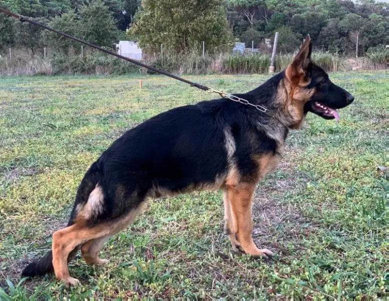 Demon de Trull Kennel